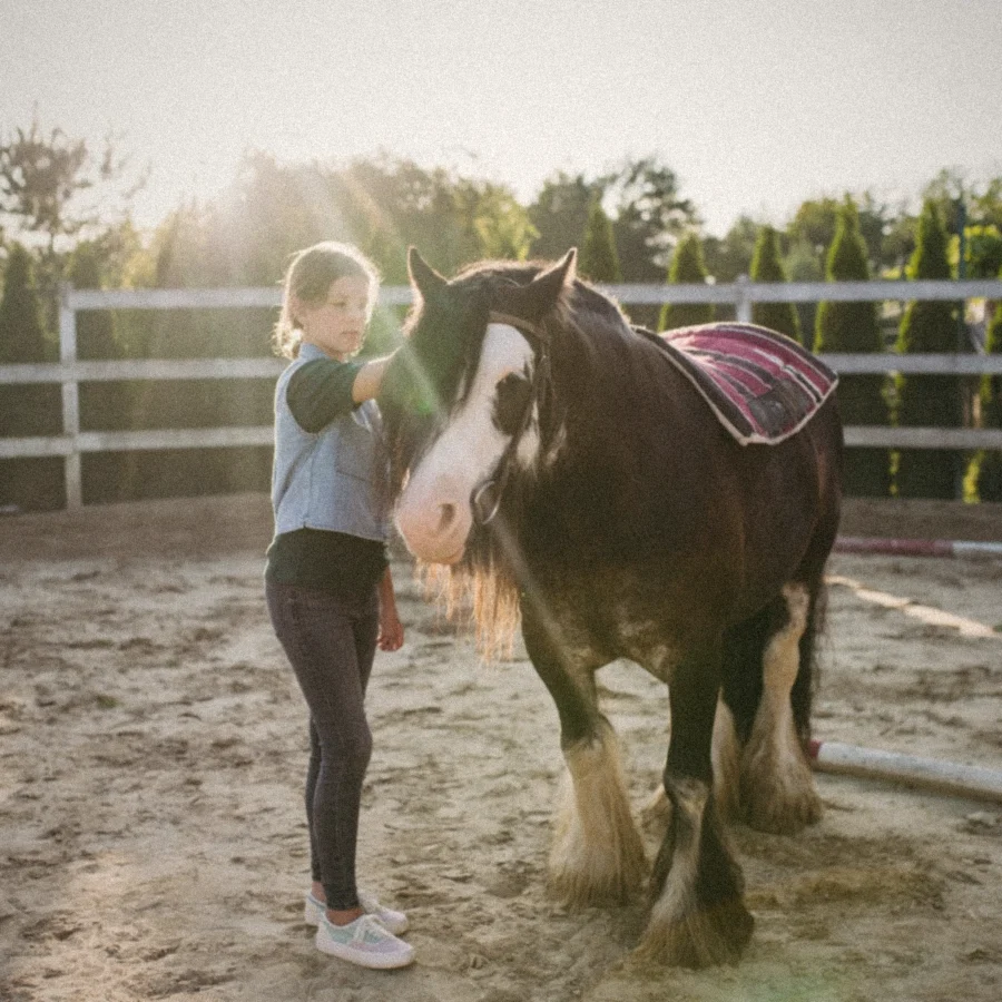 A girl grooming a skewbald pony in a sunny arena
