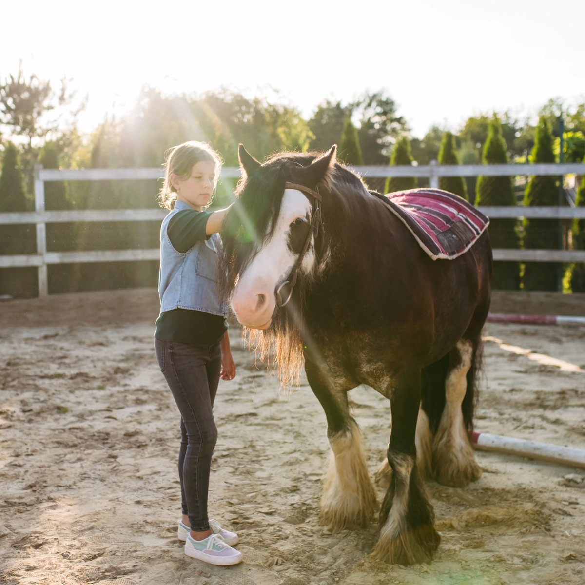 A girl gently stroking the face of a dark cob with a white blaze in a sunlit sand arena